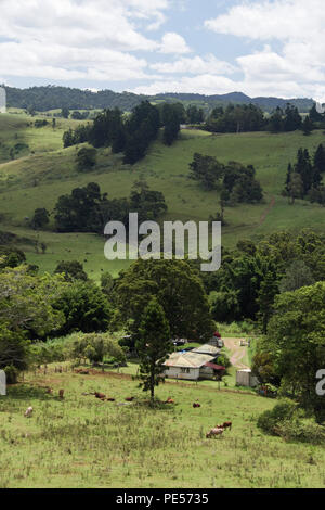 Cattle graze in pastures near a ranch house, on the Atherton Tablelands, Queensland, Australia. Stock Photo