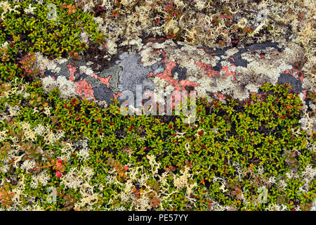 Barrenground tundra with heather, lichen and rocks, Arctic Haven Lodge, Nunavut Territory, Canada Stock Photo