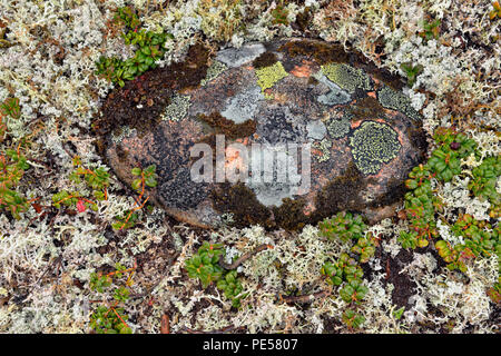 Barrenground tundra with heather, lichen and rocks, Arctic Haven Lodge, Nunavut Territory, Canada Stock Photo