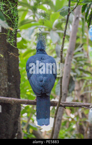 Backside Of A Western Crowned Pigeon At The Artis Zoo Amsterdam The Netherlands 2018 Stock Photo