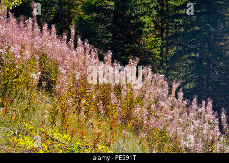 Fireweed (Chamaenerion angustifolium) gone to seed in autumn, Banff National Park, Alberta, Canada Stock Photo