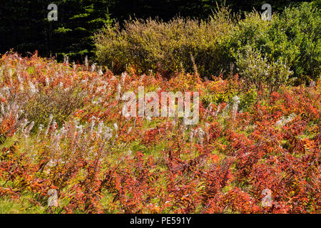 Fireweed (Chamaenerion angustifolium) gone to seed in autumn, Spray Lake Provincial Park, Alberta, Canada Stock Photo