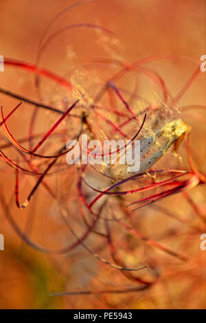 Fireweed (Chamaenerion angustifolium) gone to seed in autumn seed pods in autumn, Sidney (Schwartz Bay), British Columbia, Canada Stock Photo