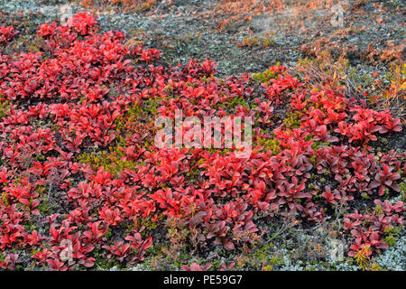 Bearberry (Arctostaphylos uva- ursi) Autumn foliage, Arctic Haven Lodge, Nunavut Territory, Canada Stock Photo