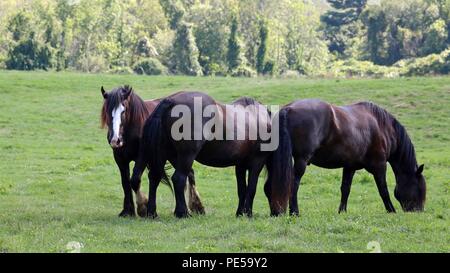 Three Bay Draft Horses grazing in a meadow in Summer. Stock Photo