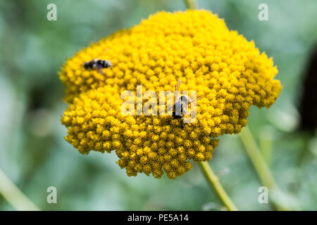 A wasp  flower head of a yarrow 'Cloth of Gold' (achillea filipendulina 'cloth of gold') Stock Photo