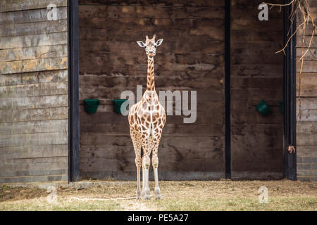 individual giraffe stands in front of barn / shed looking at camera Stock Photo