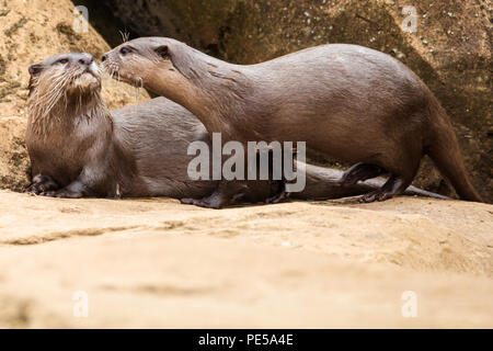 Pair of otters on rocks kissing Stock Photo