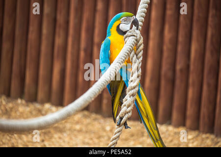 Blue and gold (yellow) macaw parrot playing with rope Stock Photo