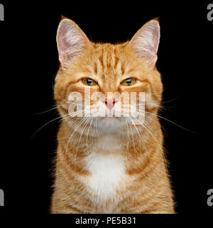 Funny Portrait of Ginger Cat Gazing with squinting looks on Isolated Black Background Stock Photo