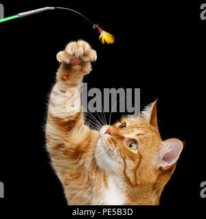 Portrait of Playful Ginger Cat raising up paw with claws for catching toy on Isolated Black Background Stock Photo