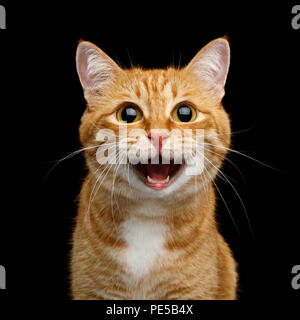 Funny Portrait of Happy Smiling Ginger Cat Gazing with opened Mouth and big eyes on Isolated Black Background Stock Photo