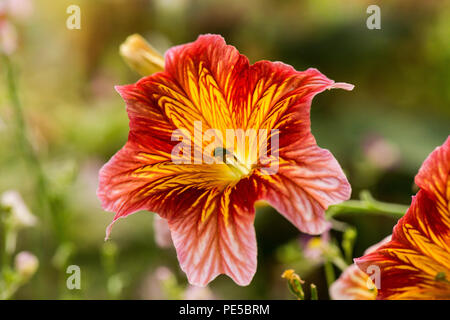 A close up of the flower of a painted tongue (Salpiglossis sinuata) Stock Photo