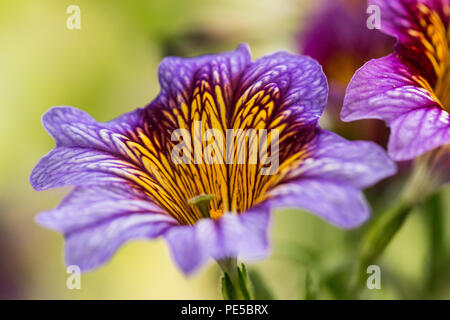 A close up of the flower of a purple painted tongue (Salpiglossis sinuata) Stock Photo