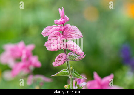 The pink bracts of a green-topped sage (Salvia viridis) Stock Photo