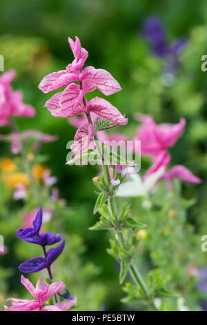 The pink bracts of a green-topped sage (Salvia viridis) Stock Photo