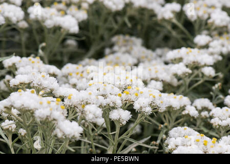 The small white flower heads of a triple-nerved pearly everlasting (Anaphalis triplinervis) Stock Photo