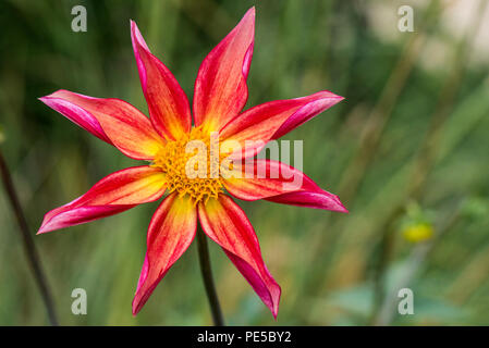 A 'Honka Red' Dahlia Stock Photo