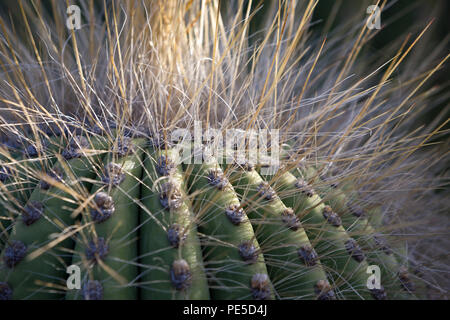 Detail of a cactus with long thorns lit by the sun. Stock Photo
