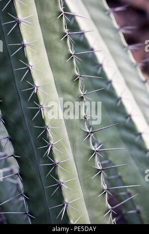 Detail of a tall cactus. Stock Photo