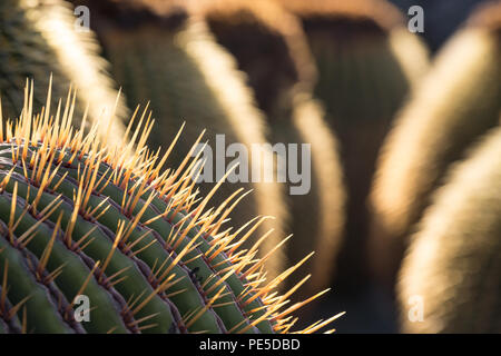 Detail of the Golden Barrel Cactus with more in the background. Stock Photo