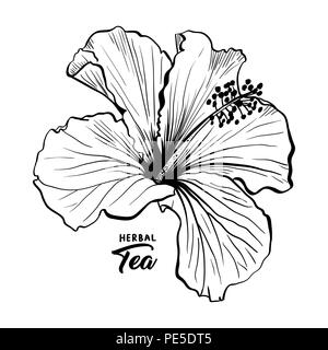 Hawaiian Hibiscus Fragrance Flower or Mallow Chenese Rose. Black and White Flora and Isolated Botany Plant with Petals. Tropical Karkade or Bissap Herbal Tea, Crimson Flora. Blossom and Nature Theme. Stock Vector