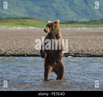 Brown Grizzly bear (urus arctos) standing on hind legs in a creek.  Just taking a little break from fishing to have a look around. Stock Photo