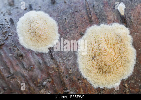 An unidentified resupinate polypore fungus (Polyporaceae) grows on the side of a tree branch. Stock Photo