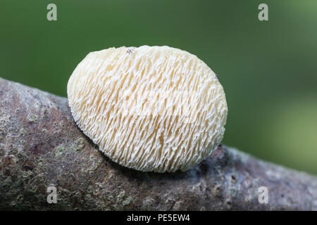 An unidentified polypore fungus (Polyporaceae) grows on a tree branch. Stock Photo