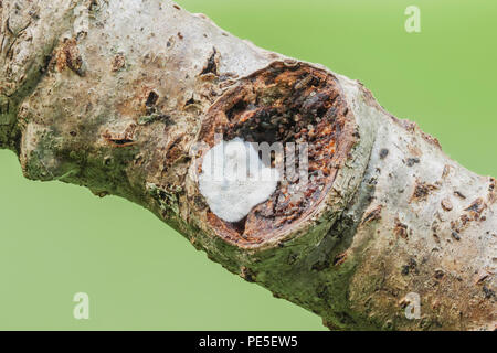 An unidentified resupinate polypore fungus (Polyporaceae) grows on a tree branch. Stock Photo