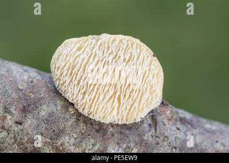 An unidentified polypore fungus (Polyporaceae) grows on a tree branch. Stock Photo