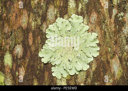 Common Greenshield Lichen (Flavoparmelia caperata) grows on wood decking among other lichen species. Stock Photo