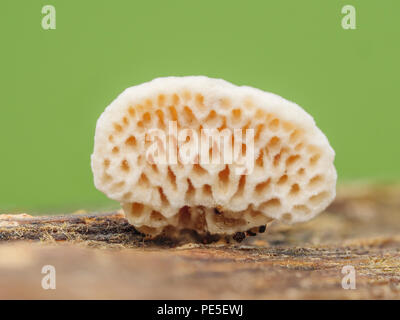 An unidentified polypore fungus (Polyporaceae) grows on a rotting tree branch. Stock Photo