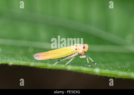 A leafhopper is the common name for any species from the family Cicadellidae. These minute insects, colloquially known as hoppers.
