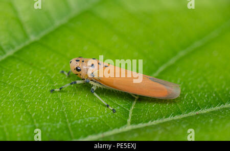 A leafhopper is the common name for any species from the family Cicadellidae. These minute insects, colloquially known as hoppers.