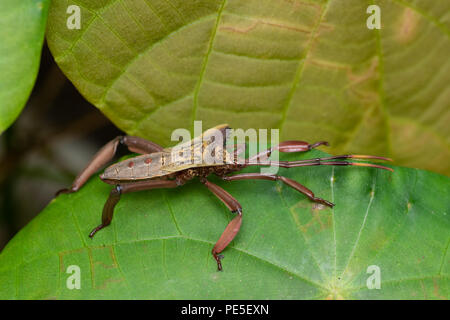 Coreidae is a large family of predominantly sap-sucking insects in the Hemipteran suborder Heteroptera. Stock Photo
