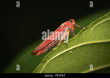 A leafhopper is the common name for any species from the family Cicadellidae. These minute insects, colloquially known as hoppers, are plant feeders t