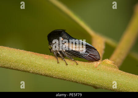 Centrotypus sp. Treehoppers alo known as thorn bugs are members of the family Membracidae, a group of insects related to the cicadas and the leafhoppe Stock Photo