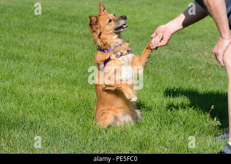 Mixed breed brown dog shaking hands with man while looking with love into his eyes Stock Photo