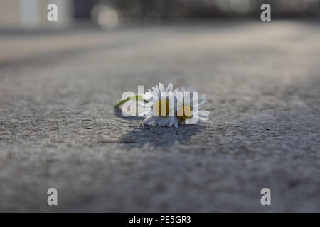 Two beautiful isolated white daisy at asphalt road, conceptual image of togetherness and love Stock Photo
