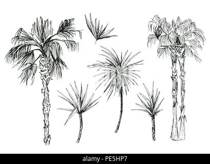 Set of isolated coconut or queen palm trees with leaves. Beach and rainforest, desert coco flora. Foliage of subtropical fern. Sketch palmae or jungle arecaceae.Island climate,botany, environment theme Stock Vector