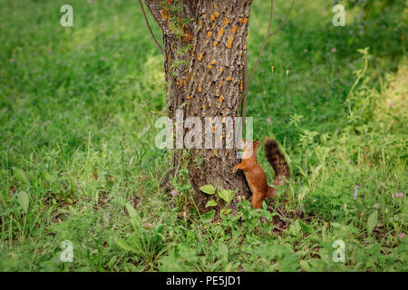 Curious red squirrel peeking behind the tree trunk, summer Stock Photo