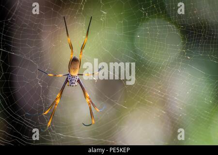 Golden orb weaving spider Nephila plumipes in Australia Stock Photo