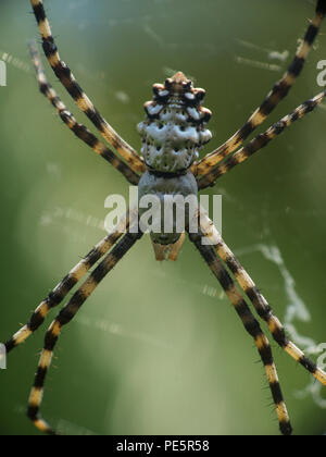 Spider Argyope Lobata in the spider web, hiker observes wasp