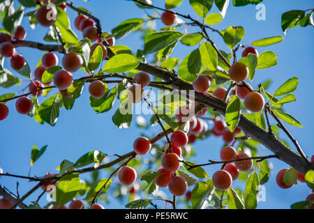 A  branch of a mirabelle plum tree with many purple plums against blue sky Stock Photo
