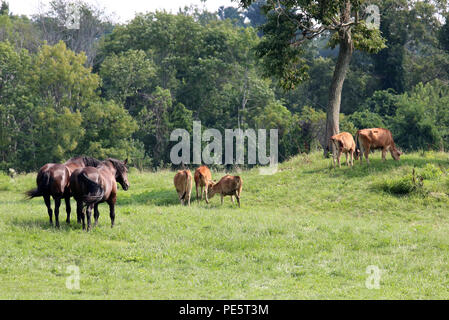 A rural scene with horses and cows grazing in a pasture in summer.