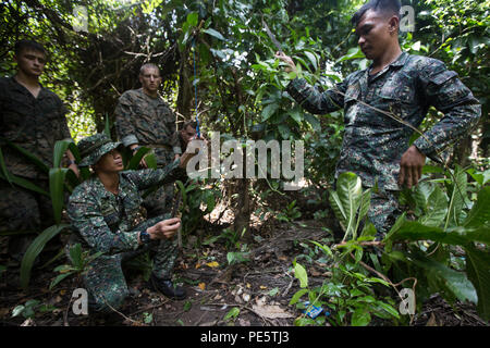 Reconnaissance Ph A Philippine reconnaissance Marine demonstrates how to set a bird trap ...