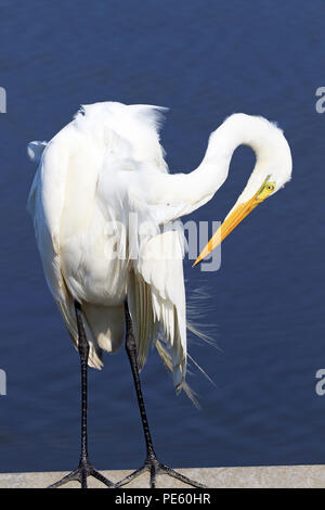 Great Egret, Ardea alba, at the Edwin B. Forsythe National Wildlife Refuge in Galloway Township, New Jersey, USA Stock Photo