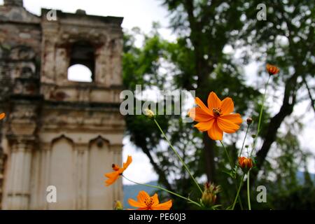 A bee collecting pollen from an orange flower with ruins in the background Stock Photo
