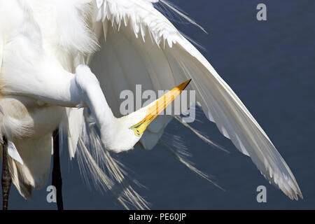 Great Egret, Ardea alba, Edwin B. Forsythe National Wildlife Refuge, New Jersey, USA Stock Photo